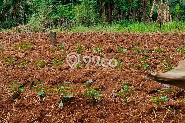 Kavling Tanah Dijual di Serpong, Tangerang Selatan, Luas 1005m2 Area Strategis Kavling Tanah Dijual di Serpong, Tangerang Selatan, Luas 1005m2 Area Strategis