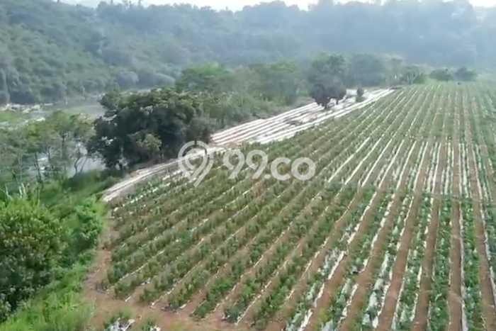 Tanah di Ranca Bungur, Bogor Luas 30028m2 Dijual Segera Tanah di Ranca Bungur, Bogor Luas 30028m2 Dijual Segera