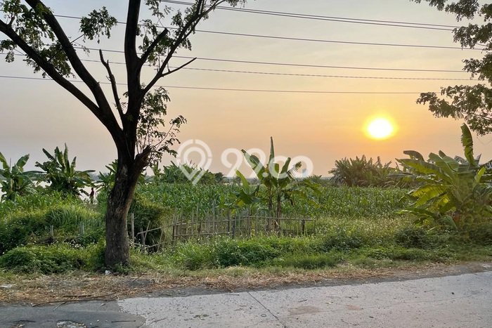 Dijual Tanah di Sayung Demak Luas 13897m2 SHM Dijual Tanah di Sayung Demak Luas 13897m2 SHM