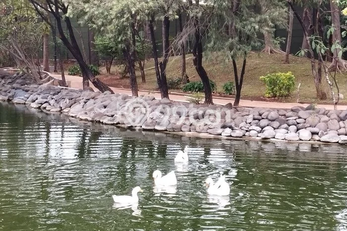 Jual Rumah Mewah Elegan Dengan View Eksklusif di Green Mansion, Jakarta Barat Jual Rumah Mewah Elegan Dengan View Eksklusif di Green Mansion, Jakarta Barat