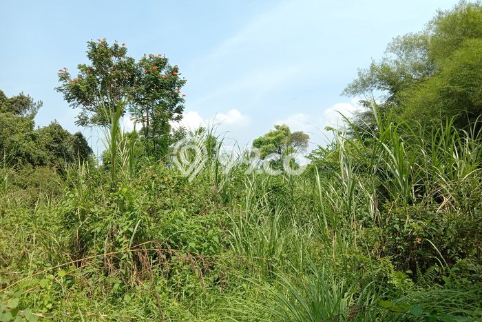 Tanah Kavling Dijual di Bogor dengan Spesifikasi 2123m2 Tanah Kavling Dijual di Bogor dengan Spesifikasi 2123m2