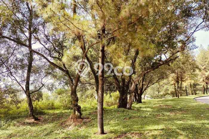 Tanah Kavling Dijual di Sentul City, Bogor dengan Luas Tanah 2038m2 Tanah Kavling Dijual di Sentul City, Bogor dengan Luas Tanah 2038m2