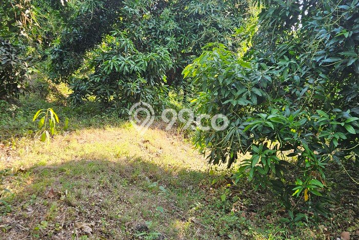 Tanah Kavling di Kubutambahan Buleleng Disewakan dengan Luas 4700m2 Tanah Kavling di Kubutambahan Buleleng Disewakan dengan Luas 4700m2