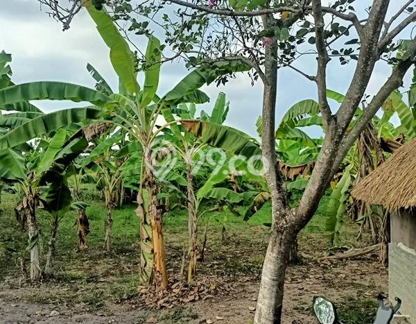 Dijual Hunian Mewah dengan Fasilitas Sekitar Lengkap di Ubud, Gianyar Dijual Hunian Mewah dengan Fasilitas Sekitar Lengkap di Ubud, Gianyar