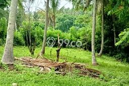 Tanah Dijual Area Strategis di Angseri Tabanan 11200m2 Tanah Dijual Area Strategis di Angseri Tabanan 11200m2