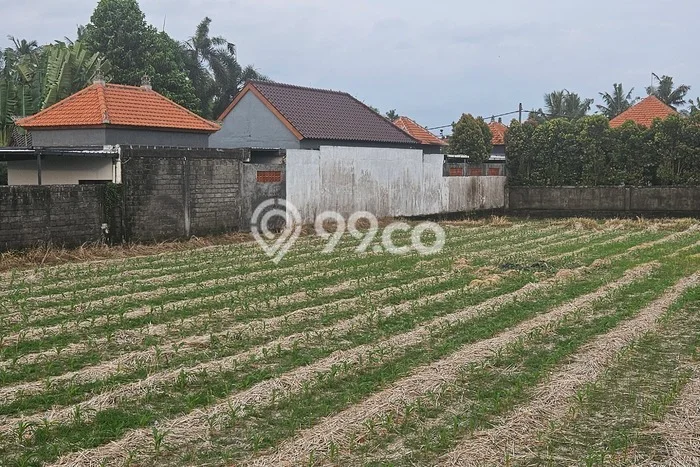 Kavling Tanah untuk Disewa di Saba Lahan Luas 1000m2 Kavling Tanah untuk Disewa di Saba Lahan Luas 1000m2