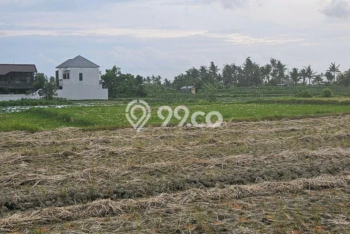 Kavling Tanah untuk Disewa di Saba Lahan Luas 1000m2 Kavling Tanah untuk Disewa di Saba Lahan Luas 1000m2