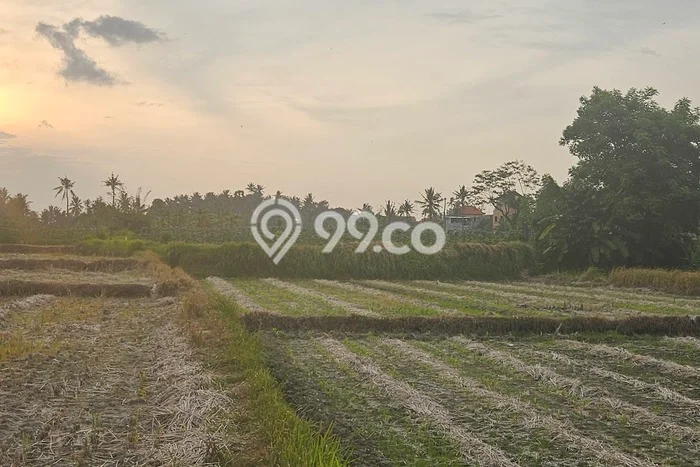 Disewakan Tanah di Gianyar, Luas 1000m2 Area Berkembang Disewakan Tanah di Gianyar, Luas 1000m2 Area Berkembang