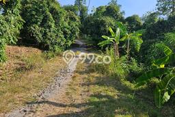 Tanah Kavling di Kubutambahan Buleleng Disewakan dengan Luas 4700m2 Tanah Kavling di Kubutambahan Buleleng Disewakan dengan Luas 4700m2