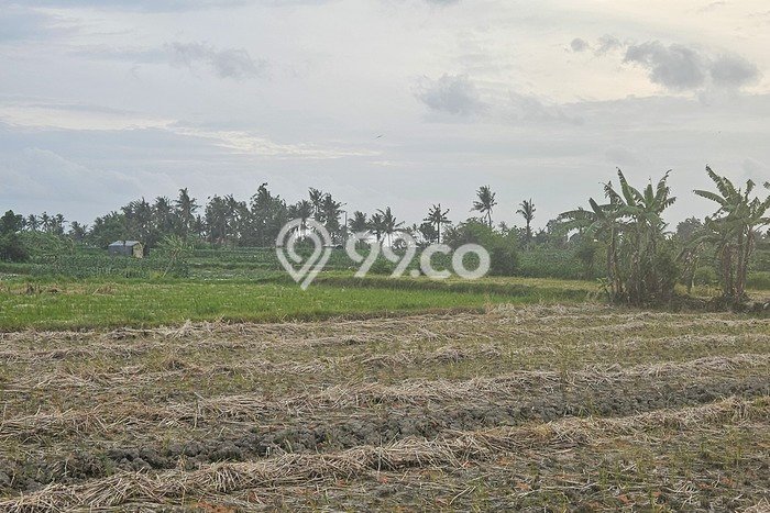 Disewakan Tanah di Gianyar, Luas 1000m2 Area Berkembang Disewakan Tanah di Gianyar, Luas 1000m2 Area Berkembang