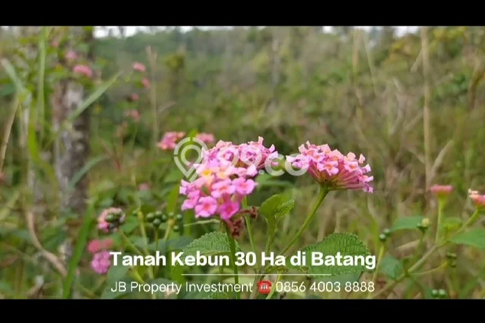 Dijual Tanah di Bawang Batang Luas 300000m2 SHM Dijual Tanah di Bawang Batang Luas 300000m2 SHM