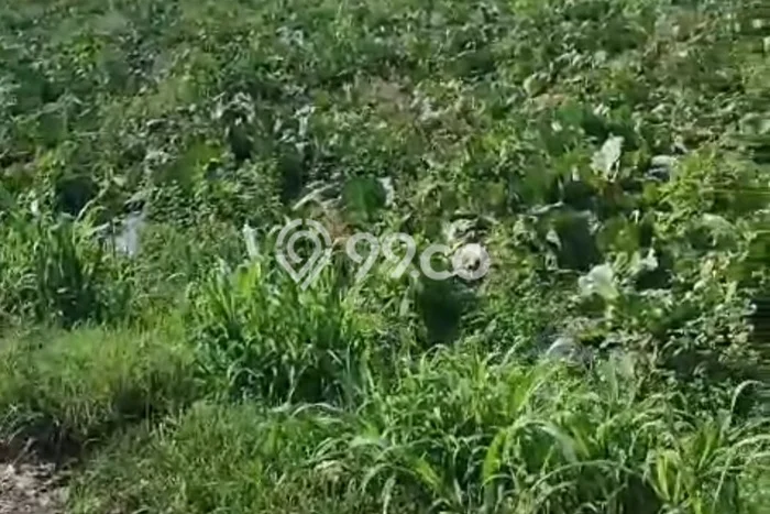 Kavling Tanah Dijual di Ngablak Magelang Spesifikasi 1550m2 Kavling Tanah Dijual di Ngablak Magelang Spesifikasi 1550m2