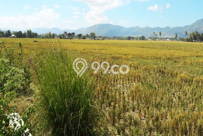 Tanah Investasi Dijual di Gorontalo Punya Luas 10000m2 Tanah Investasi Dijual di Gorontalo Punya Luas 10000m2
