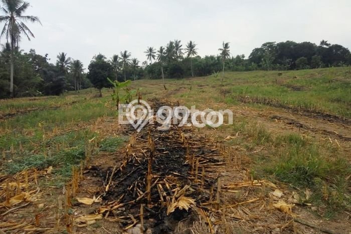 Dijual Tanah di Sidomulyo Lampung Selatan Luas 215000m2 SHM Dijual Tanah di Sidomulyo Lampung Selatan Luas 215000m2 SHM