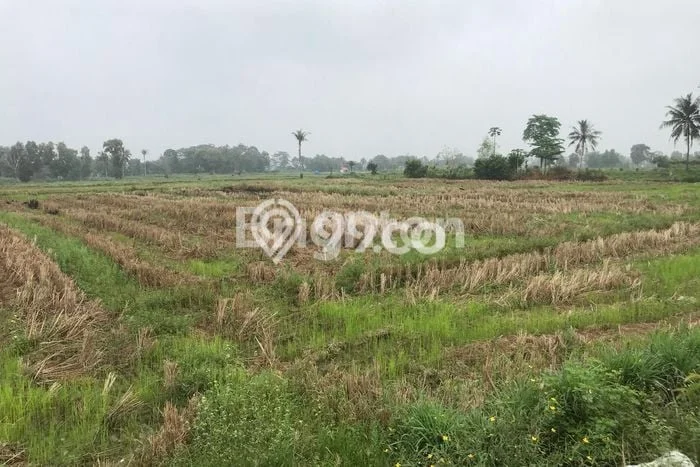 Tanah Dijual Lokasi Jati Agung, Lampung Selatan dengan Luas Tanah 8000m2 dan Status SHM Tanah Dijual Lokasi Jati Agung, Lampung Selatan dengan Luas Tanah 8000m2 dan Status SHM