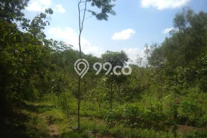 Tanah Dijual Lokasi Rongkop, Gunung Kidul Luas 1368m2 Legalitas Aman Tanah Dijual Lokasi Rongkop, Gunung Kidul Luas 1368m2 Legalitas Aman
