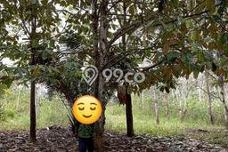 Dijual Tanah di Balikpapan, Luas 32782m2 SHM Dijual Tanah di Balikpapan, Luas 32782m2 SHM