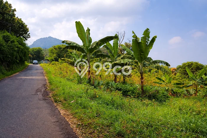 Tanah Dijual Lokasi Strategis di Bogor dengan Luas 3200m2 Tanah Dijual Lokasi Strategis di Bogor dengan Luas 3200m2