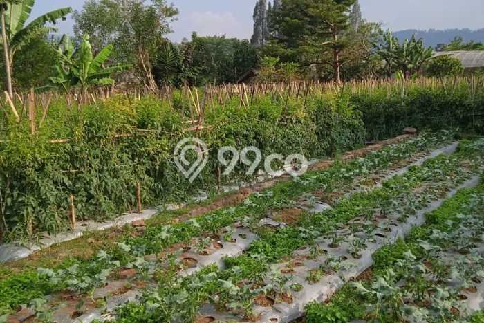 Tanah untuk Dijual di Lembang Bandung Barat Luas 1500m2 Tanah untuk Dijual di Lembang Bandung Barat Luas 1500m2