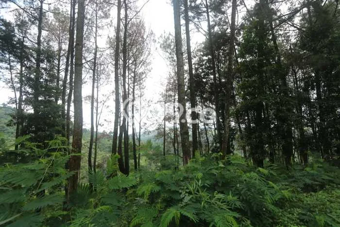 Rumah Eksklusif Siap Huni LT 330000m2 di Cianjur, Cianjur Rumah Eksklusif Siap Huni LT 330000m2 di Cianjur, Cianjur