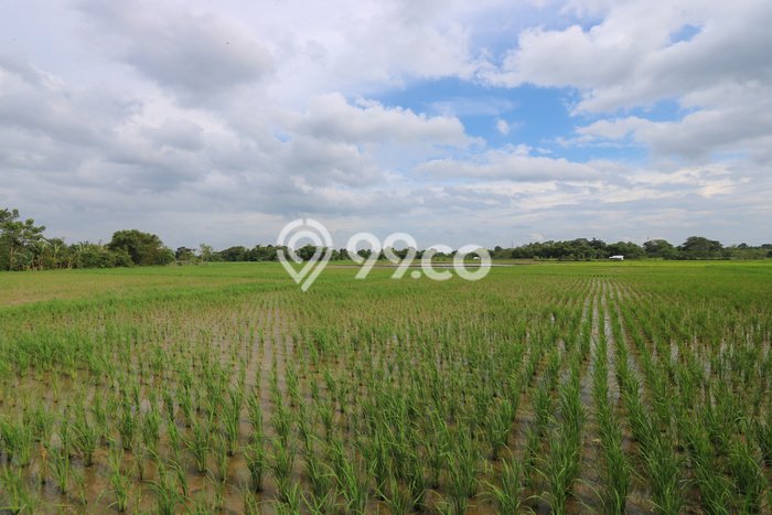 Tanah Kavling untuk Dijual di Sindang Jaya Tangerang 6315m2 Tanah Kavling untuk Dijual di Sindang Jaya Tangerang 6315m2