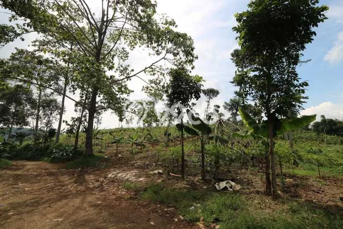 Rumah Eksklusif Siap Huni LT 330000m2 di Cianjur, Cianjur Rumah Eksklusif Siap Huni LT 330000m2 di Cianjur, Cianjur