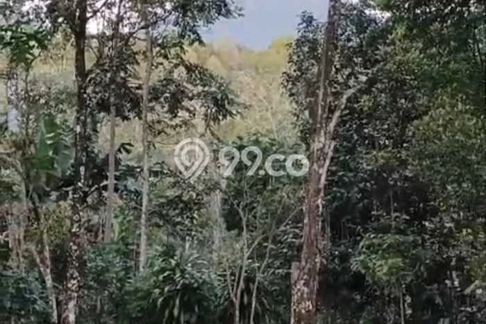 Dijual Tanah Lokasi Gesing, Buleleng Seluas 15600m2 Dijual Tanah Lokasi Gesing, Buleleng Seluas 15600m2