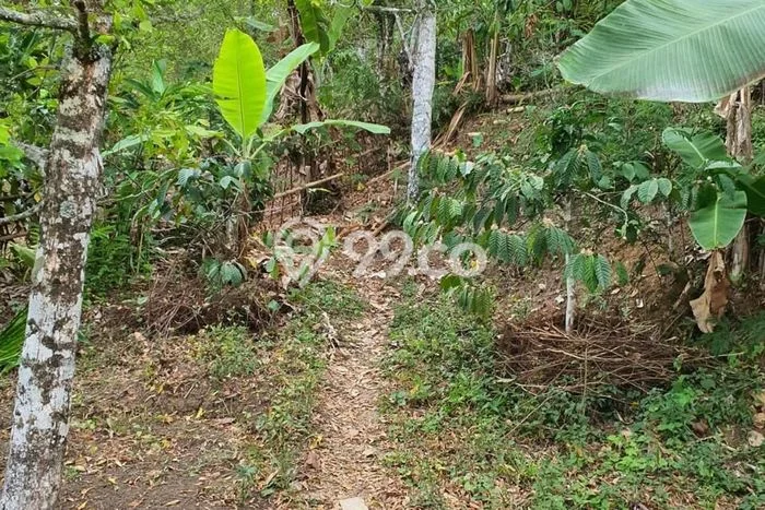Dijual Tanah Lokasi Munduk, Buleleng Seluas 18600m2 Dijual Tanah Lokasi Munduk, Buleleng Seluas 18600m2