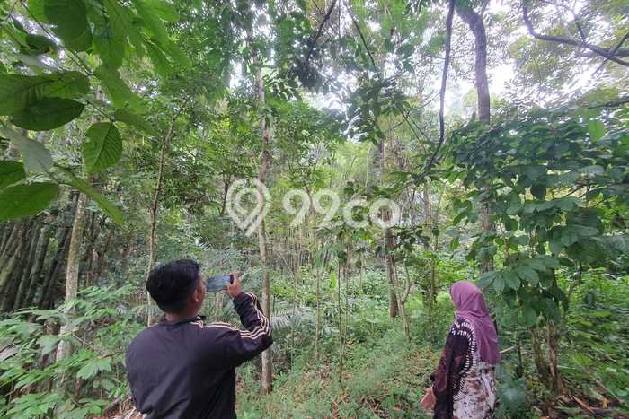 Dijual Tanah di Ungaran Barat Semarang Luas 1318m2 SHM Dijual Tanah di Ungaran Barat Semarang Luas 1318m2 SHM