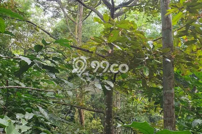 Dijual Tanah di Ungaran Barat Semarang Luas 1318m2 SHM Dijual Tanah di Ungaran Barat Semarang Luas 1318m2 SHM