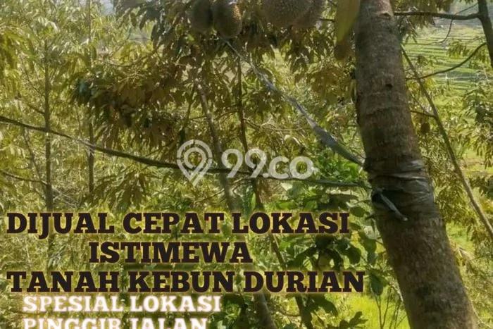 Tanah Komersial Dijual di Limbangan Kendal 6500m2 Tanah Komersial Dijual di Limbangan Kendal 6500m2