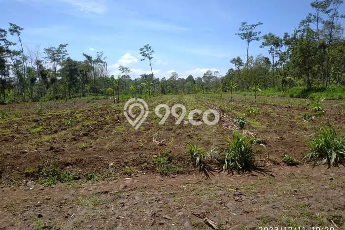 Tanah di Prigen, Pasuruan Luas 9292m2 Dijual Segera Tanah di Prigen, Pasuruan Luas 9292m2 Dijual Segera
