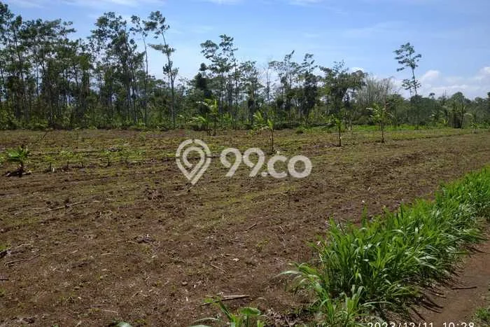 Tanah di Prigen, Pasuruan Luas 9292m2 Dijual Segera Tanah di Prigen, Pasuruan Luas 9292m2 Dijual Segera
