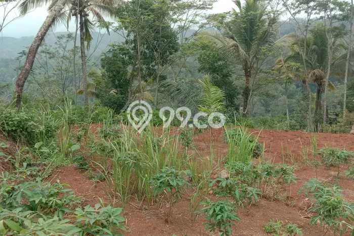 Jarang Ada! Tanah di Ciamis Punya Luas 10340m2 SHM Jarang Ada! Tanah di Ciamis Punya Luas 10340m2 SHM