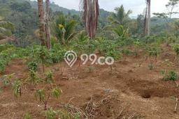 Lahan Kosong Dijual di Ciamis, Ciamis, Luas 10340m2 Area Strategis Lahan Kosong Dijual di Ciamis, Ciamis, Luas 10340m2 Area Strategis