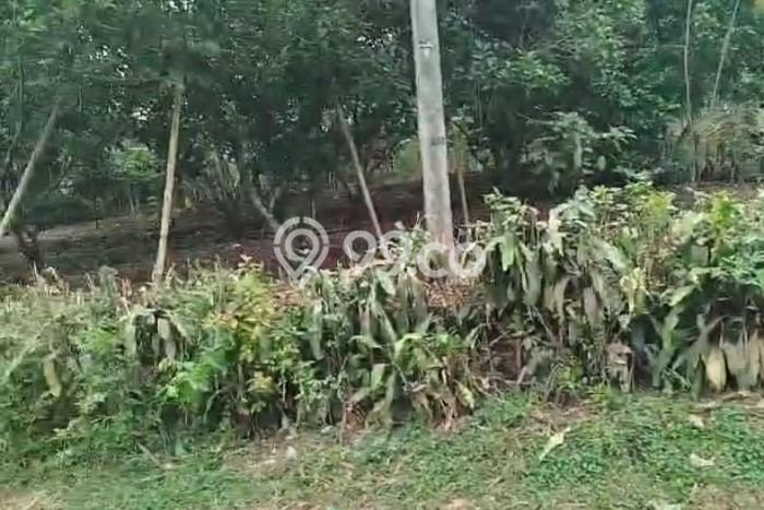 Jual Tanah Area Prospektif di Jasinga, Luas 389m2m², Akses Jasinga, Bogor, Bogor Jual Tanah Area Prospektif di Jasinga, Luas 389m2m², Akses Jasinga, Bogor, Bogor