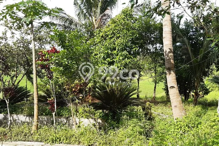 Tanah Lokasi Potensial di Jasinga, Luas 1700m2m², Dekat ke Fasilitas, Lingkungan Asri Tanah Lokasi Potensial di Jasinga, Luas 1700m2m², Dekat ke Fasilitas, Lingkungan Asri