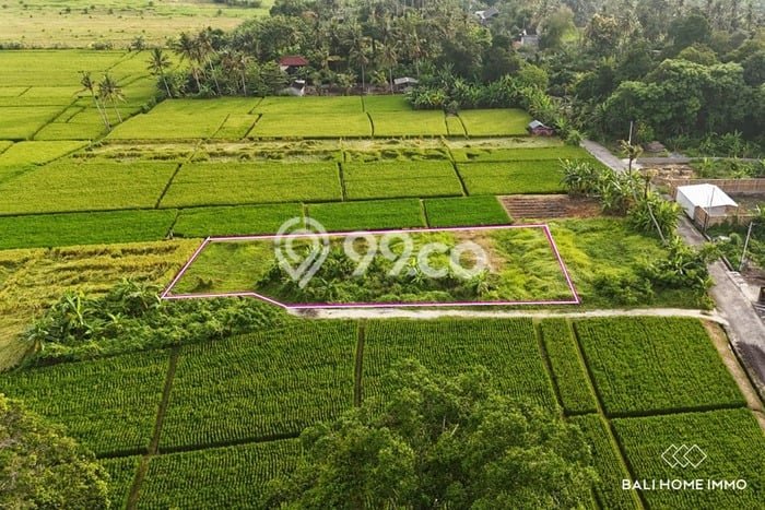 Tanah Dijual Area Strategis di Kedungu Tabanan 1000m2 Tanah Dijual Area Strategis di Kedungu Tabanan 1000m2