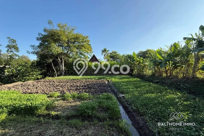 Kavling Tanah untuk Disewa di Canggu Lahan Luas 1067m2 Kavling Tanah untuk Disewa di Canggu Lahan Luas 1067m2