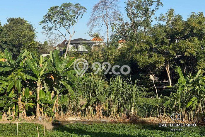 Kavling Tanah untuk Disewa di Canggu Lahan Luas 1067m2 Kavling Tanah untuk Disewa di Canggu Lahan Luas 1067m2