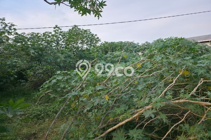 Dijual Tanah di Kaliwungu Kendal Luas 80000m2 - Dijual Tanah di Kaliwungu Kendal Luas 80000m2 -