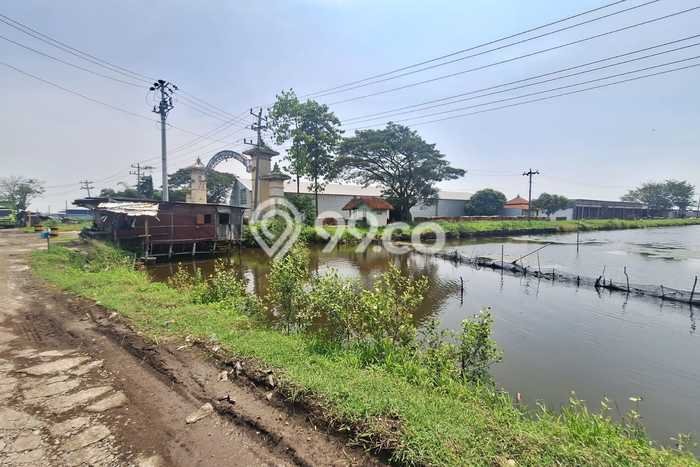 Untuk Dijual Tanah di Kaliwungu Kendal Luas 79000m2 SHM Untuk Dijual Tanah di Kaliwungu Kendal Luas 79000m2 SHM
