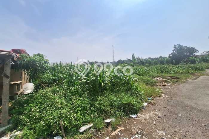 Lahan Dijual Lokasi Kaliwungu, Kendal dengan Luas Tanah 65000m2 dan Status SHM Lahan Dijual Lokasi Kaliwungu, Kendal dengan Luas Tanah 65000m2 dan Status SHM