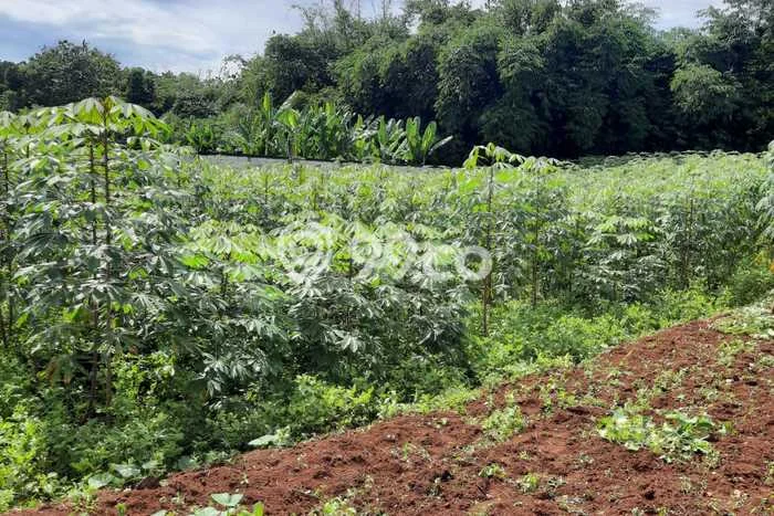 Kavling Tanah Disewakan di Kemang Bogor Luas 2500m2 Strategis Kavling Tanah Disewakan di Kemang Bogor Luas 2500m2 Strategis