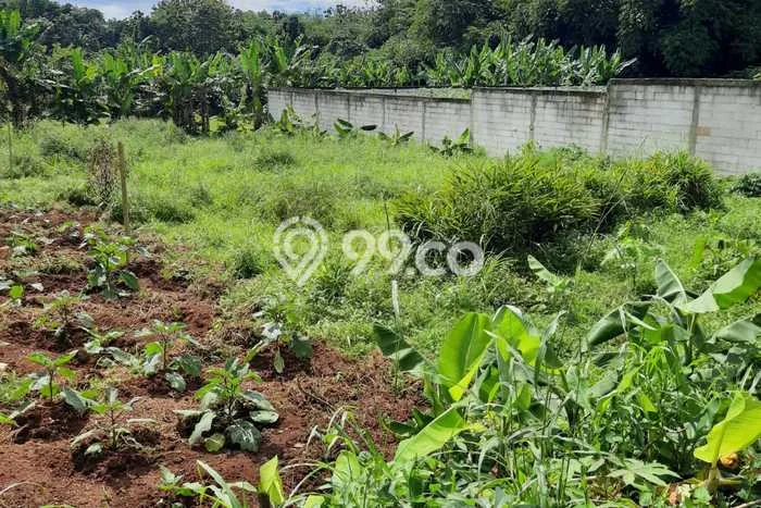 Kavling Tanah Disewakan di Kemang Bogor Luas 2500m2 Strategis Kavling Tanah Disewakan di Kemang Bogor Luas 2500m2 Strategis