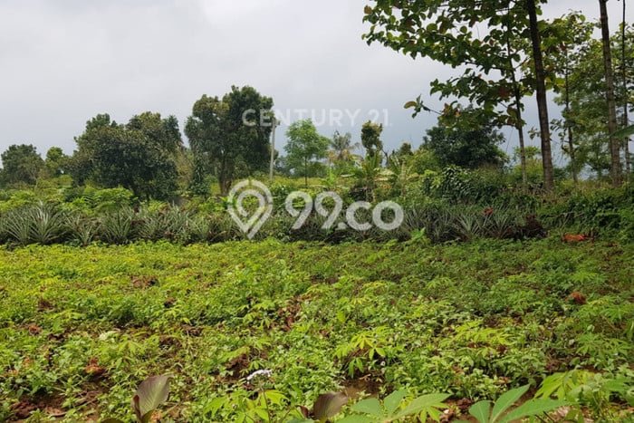 Tanah Disewakan Lokasi Bogor Seluas 4000m2 Strategis dan Aman Tanah Disewakan Lokasi Bogor Seluas 4000m2 Strategis dan Aman