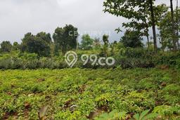 Tanah Disewakan Lokasi Bogor Seluas 4000m2 Strategis dan Aman Tanah Disewakan Lokasi Bogor Seluas 4000m2 Strategis dan Aman