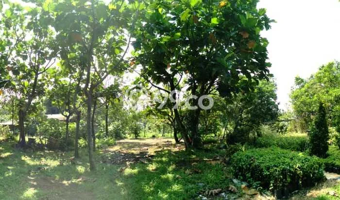 Kavling Tanah di Parung Dijual Luas 5000m2 Legalitas SHM Kavling Tanah di Parung Dijual Luas 5000m2 Legalitas SHM