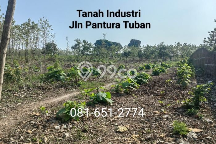 Tanah Dijual Lokasi Widang, Tuban Luas 7930m2 Legalitas Aman Tanah Dijual Lokasi Widang, Tuban Luas 7930m2 Legalitas Aman