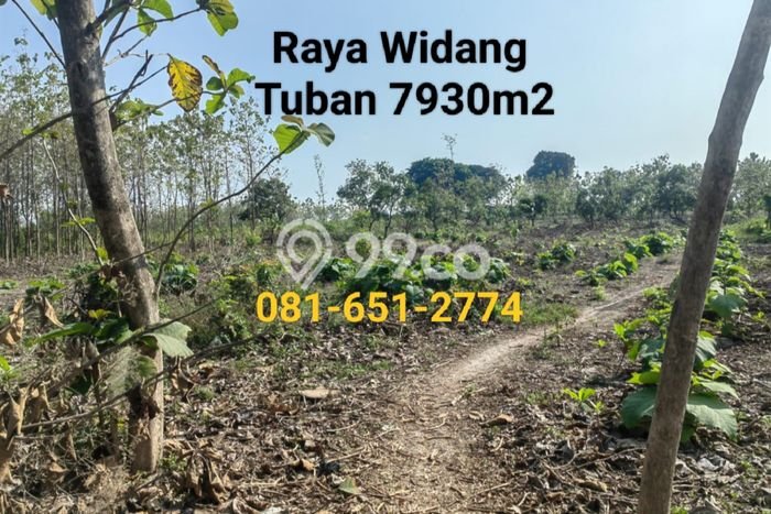 Tanah Dijual Lokasi Widang, Tuban Luas 7930m2 Legalitas Aman Tanah Dijual Lokasi Widang, Tuban Luas 7930m2 Legalitas Aman